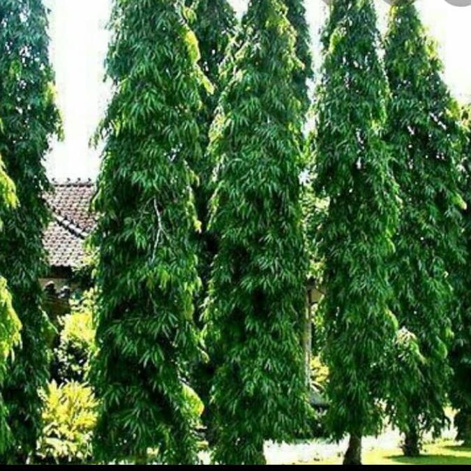 Pohon gelodogan tinggi 2 meter. tanaman hias.