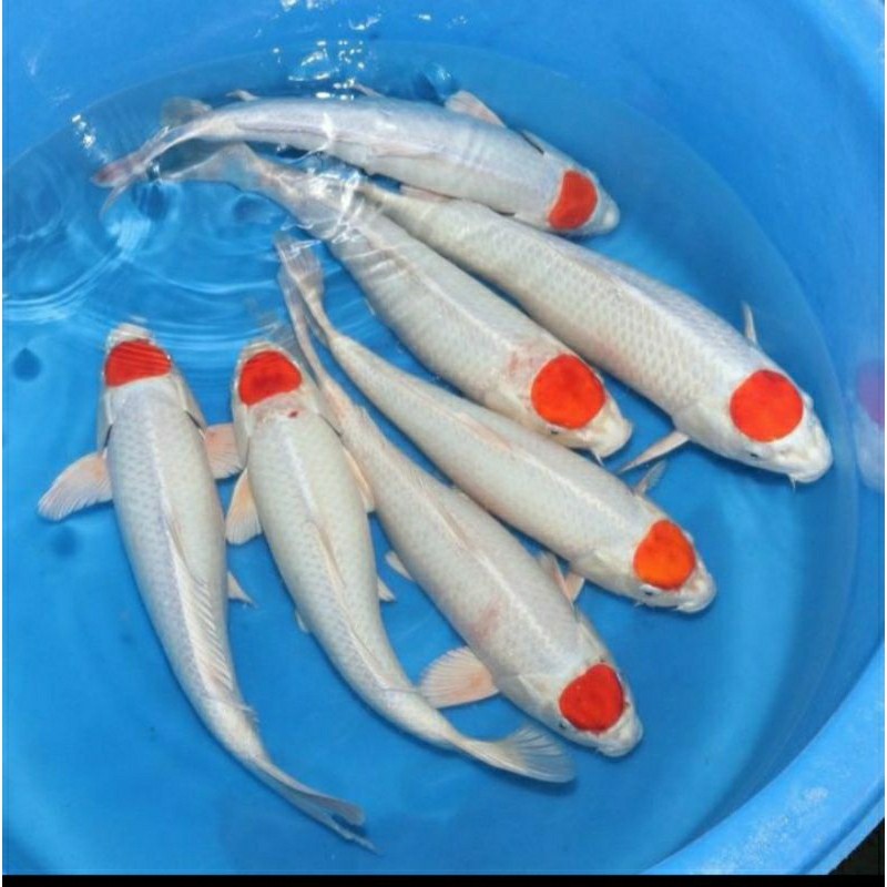 koi tancho berkualitas grade A+/F1 ukuran 20-25cm