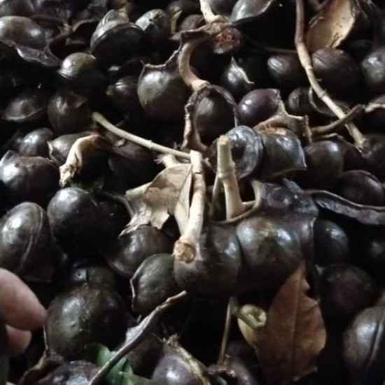 Jengkol masih kulitan full tua 1kg jengkol kulit
