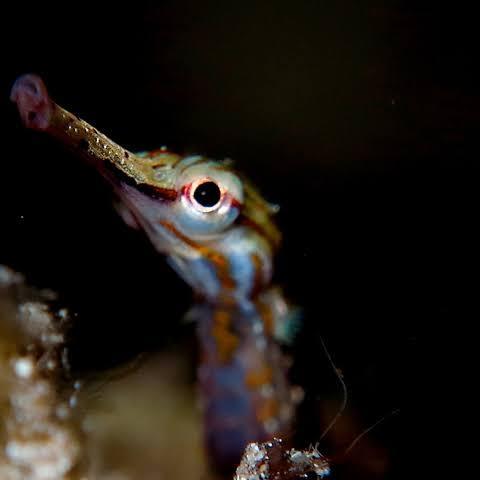 Ready Ikan Hias Ikan Tangkur Buaya Pipefish Aquascape Aquarium
