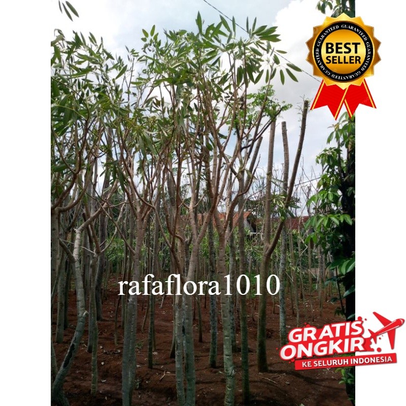 Tanaman Hias TABEBUYA 2 METER pohon tabebuya