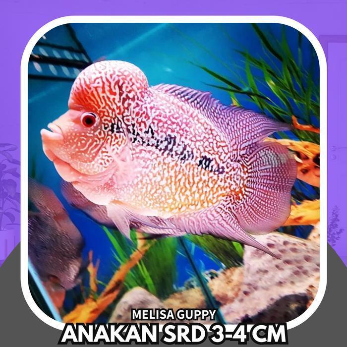 Ikan louhan lohan SRD GEN ORI Flowerhorn burayak super quality - 3-4 CM