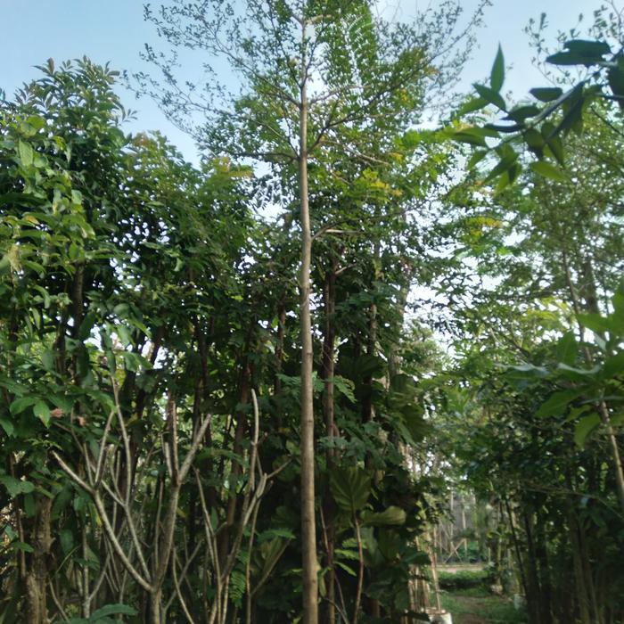 Pohon Ketapang Kencana, tinggi 4-5 meter.