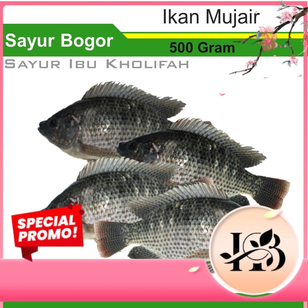 Promo Ikan Segar Ikan Mujair Segar Mujaer Jaer Segar 500gram Ikan Segar Bogor