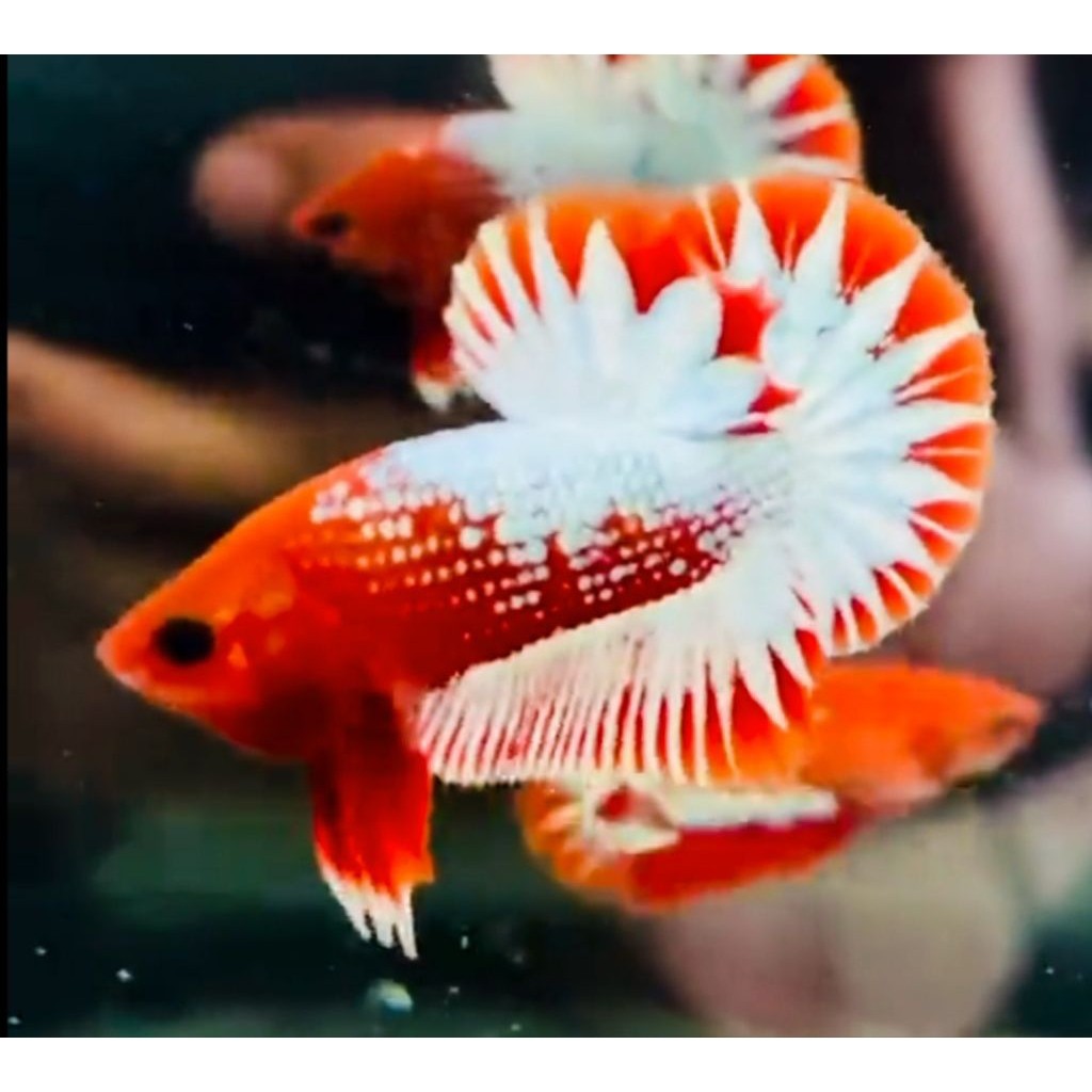 AKSESORIS AQUARIUM SEPASANG CUPANG RED FCCP BIGSTARTAIL VIETNAM