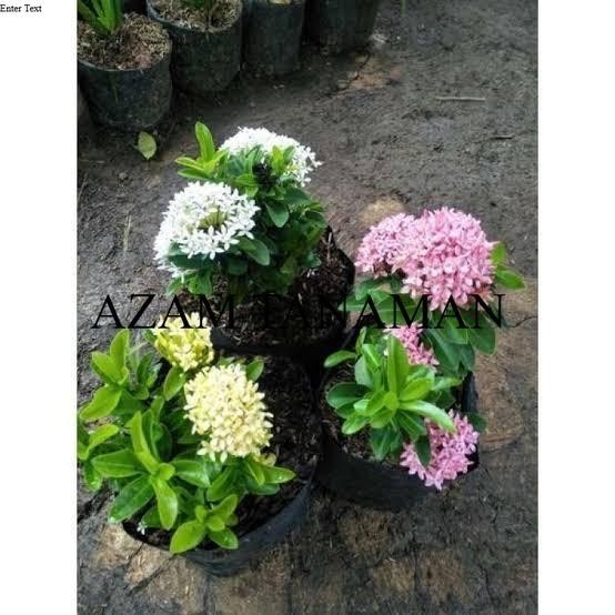 paket 3 tanaman hias asoka jepang - asoka mini