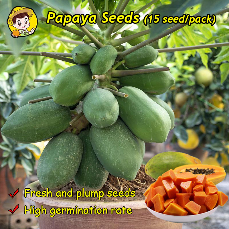 (Fresh 15pcs Seeds) 100% Authentic Sweet Dwarf Papaya Seeds for Planting Fruits - Bonsai Papaya Plan