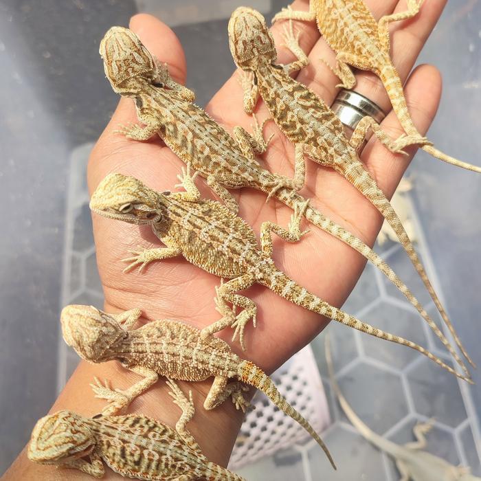 Bearded Dragon Leatherback Hypo het Zero 1000%