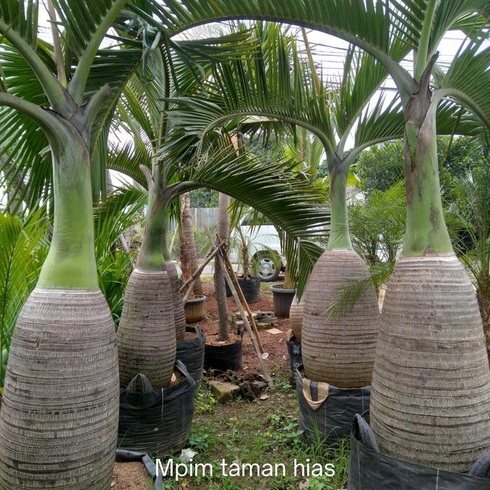 pohon palem botol, tanaman palem botol.