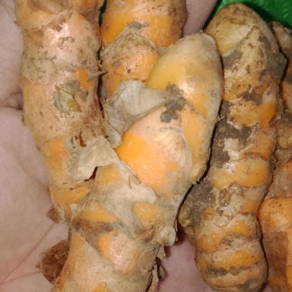 KUNYIT SEGAR 1KG KUNYIT SUPER KUNIR SEGAR