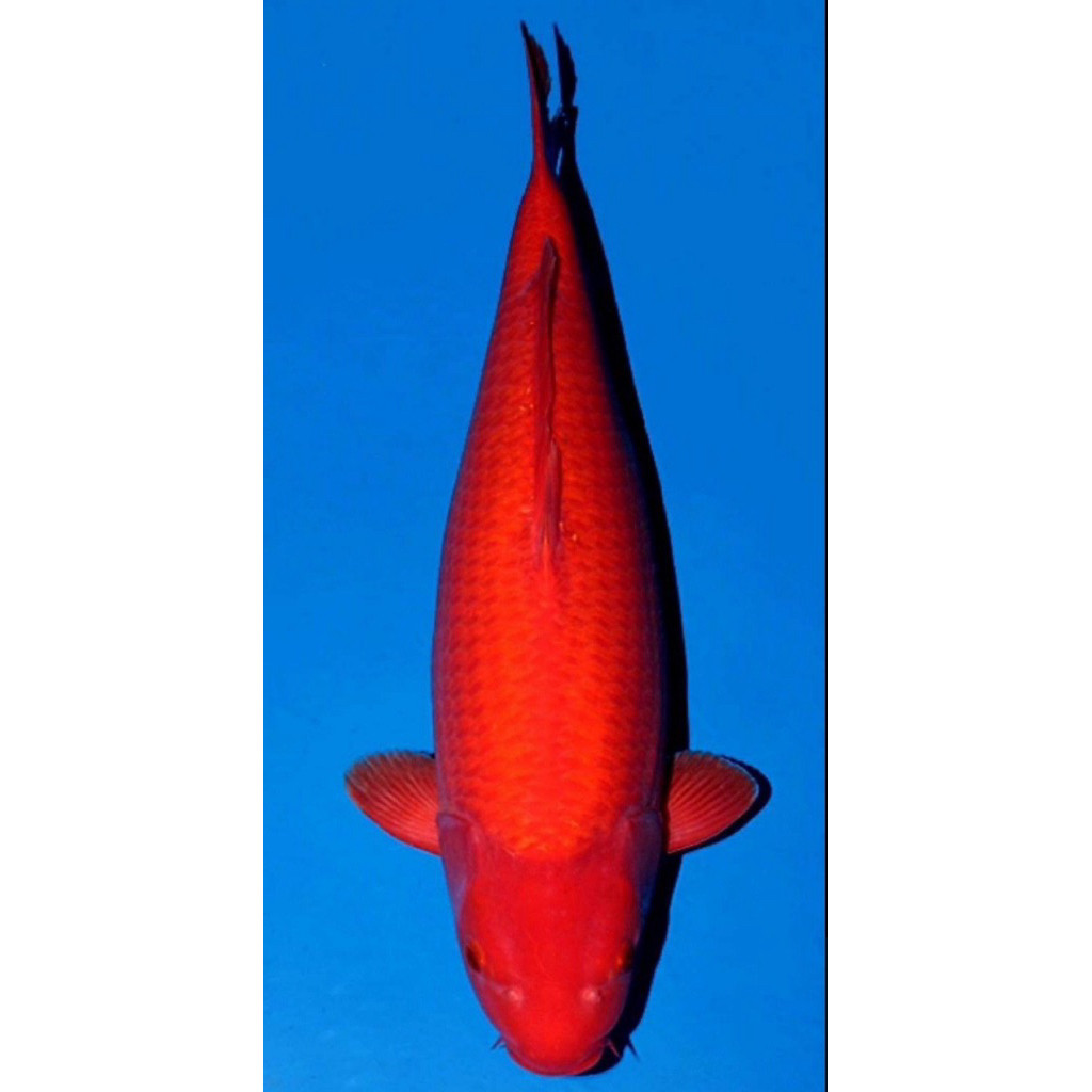 PROMO MURAH Ready Koi Benigoi Antikan Size 20-25Cm Super Cantik / Blitar / Grade A