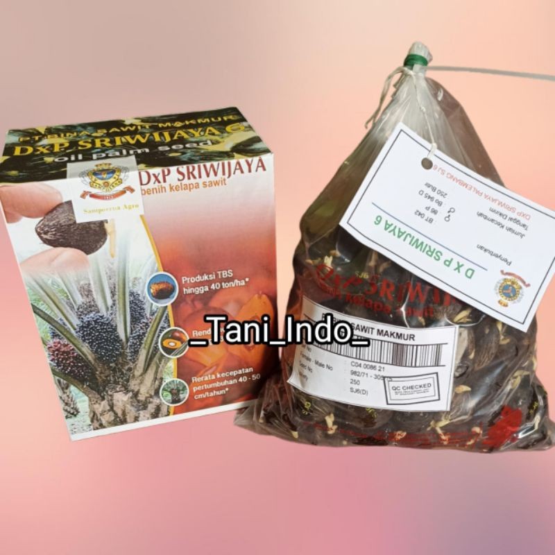 BENIH KECAMBAH SAWIT UNGGUL SRIWIJAYA 6