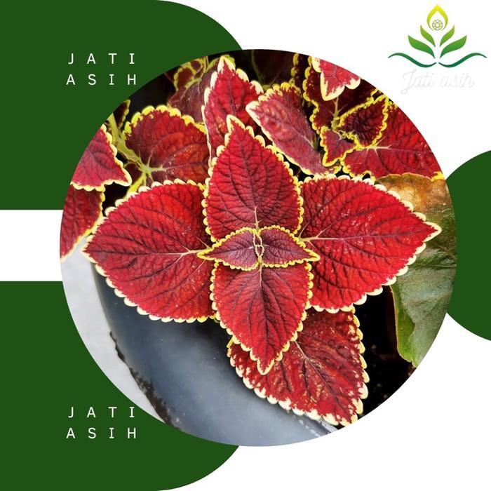 tanaman herbal miana merah cerah rimbun stok super tumbuhan daun