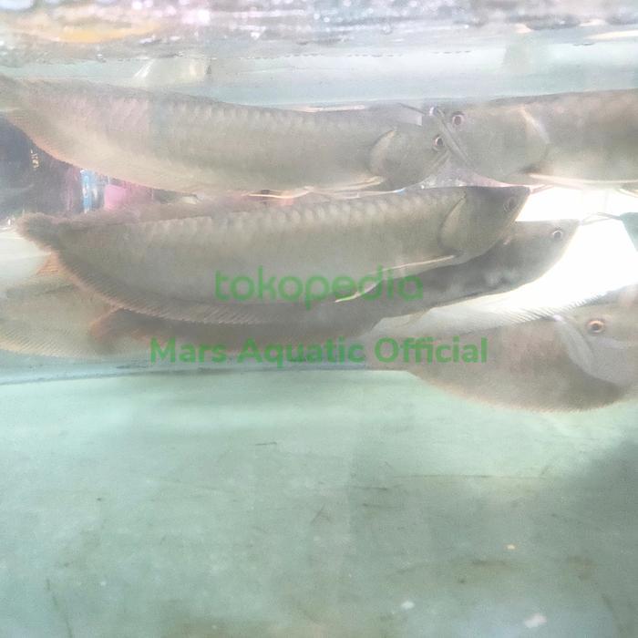 Ready IKAN HIAS IKAN ARWANA SILVER BESAR