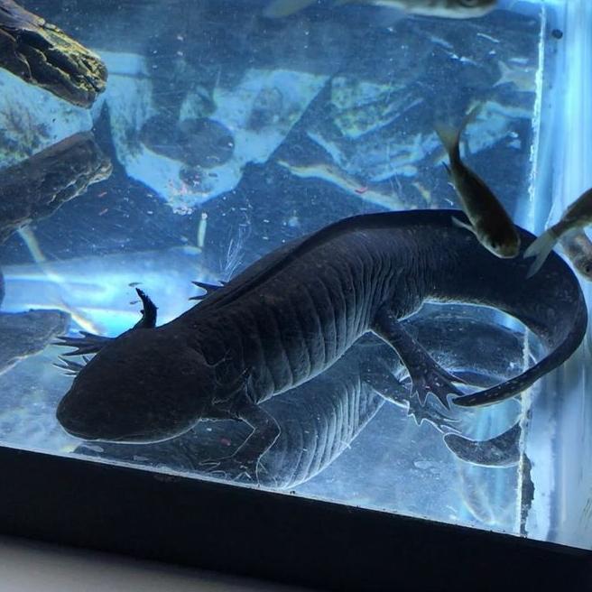 Ready IKAN HIAS AXOLOTL BLACK SALAMANDER