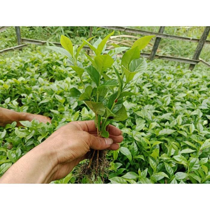 Paket 50 batang bibit kopi robusta lampung cabutan siap tanam