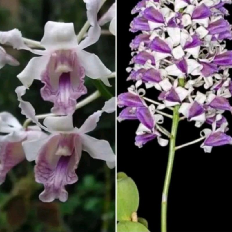 PROMOANGGREK DENDROBIUM KERITING Knop/Spike-SIAP BERBUNGA