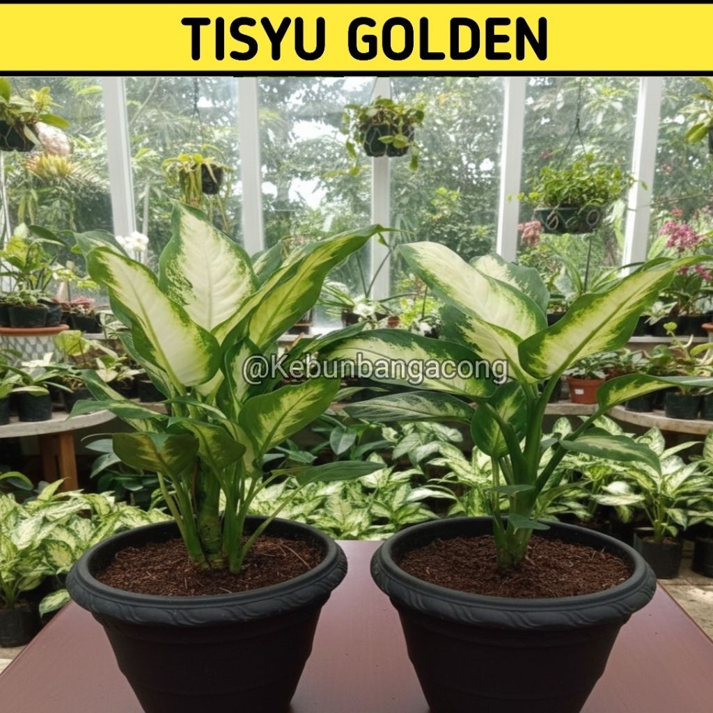 Pohon Aglonema tissue tanaman hias, bibit tanaman hias, benih aglonema
