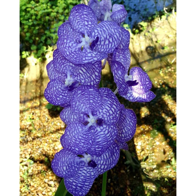 PROMO!!ANGGREK VANDA POLKADOT REMAJA SPIKE//SIAP BERBUNGA