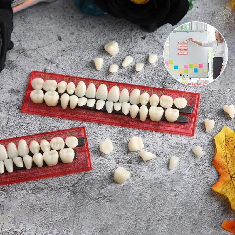 Gigi Porcelain Full Set Gigi Palsu Atas Bawah Bahan Resin Model Pengajaran Kedokteran Gigi