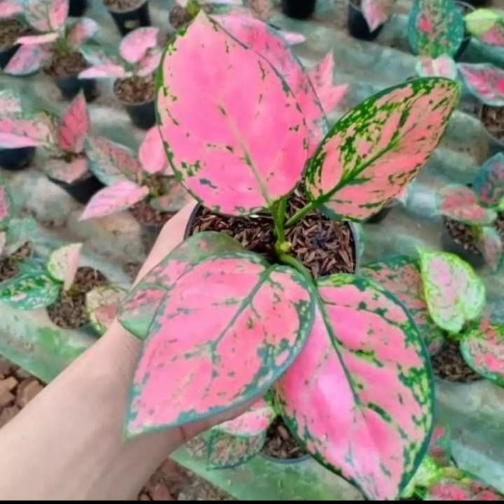 Tanaman hias aglonema valentine - bibit Aglonema valentine
