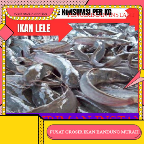 bibit lele sangkuriang konsumsi per kilo GROSIR BANDUNG INSTANT