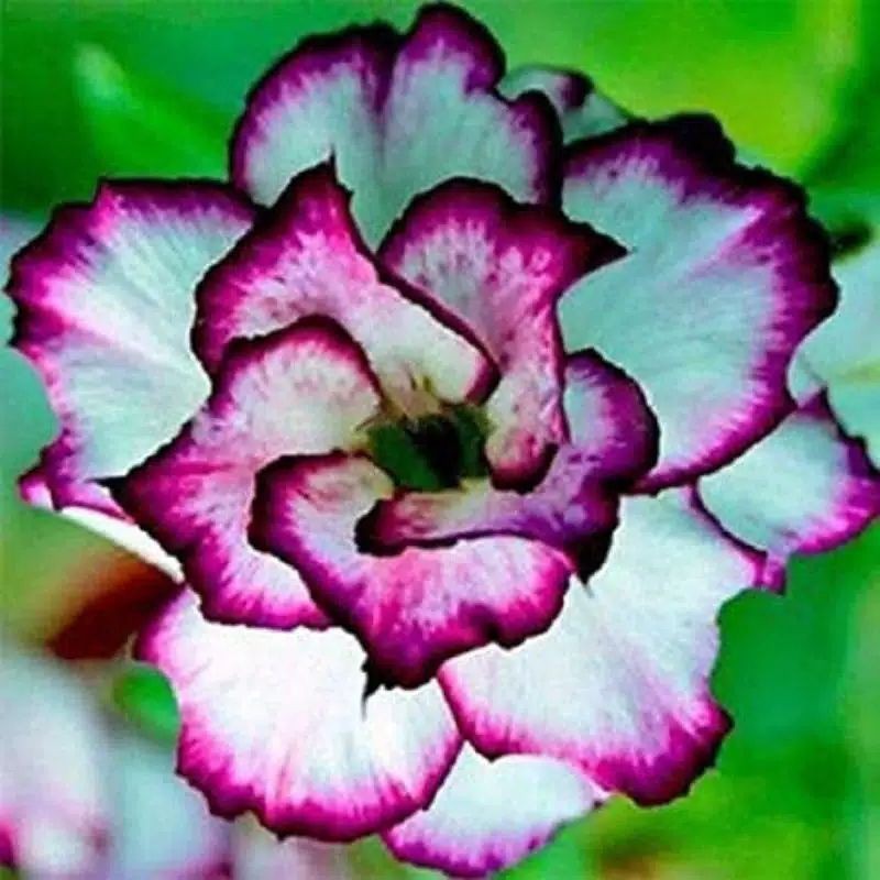 Isi 100 Biji Bunga Adenium Kamboja Jepang Bunga Tumpuk Purple Star