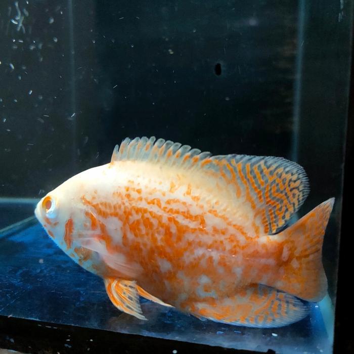 Ready IKAN HIAS IKAN OSCAR TIGER ALBINO IMPORT