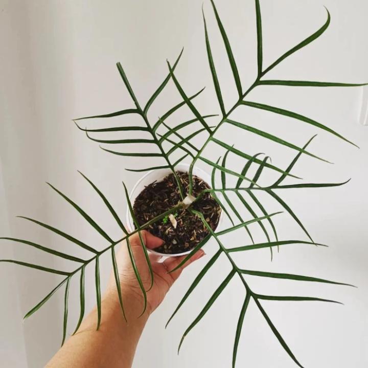 Tanaman hias philodendron Tortum - philodendron Tortum - Tortum - tanaman hias philodendron
