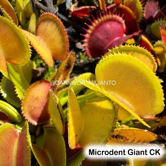 Ready Biji Tanaman Venus Fly Trap - Microdent Giant CK | Biji Tanaman Karnivora