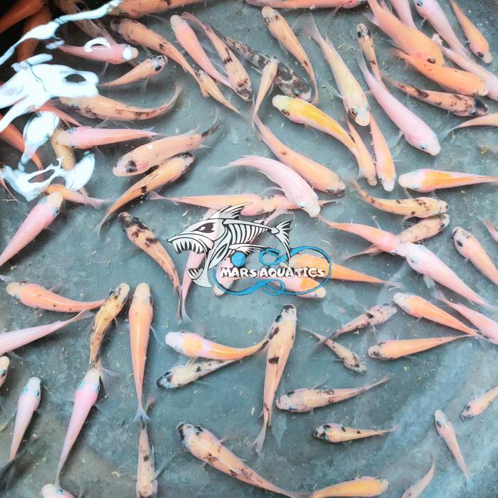 Ready PAKET IKAN BIBIT IKAN NILA MERAH MUJAIR  1L