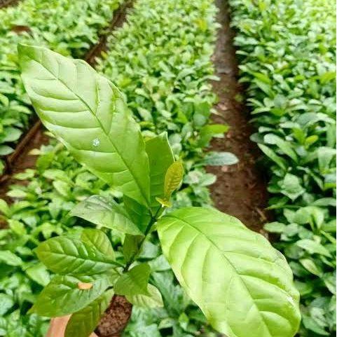 Paket 50 Bibit kopi robusta ungggul klon Bagio dan Arsyad - Bagio