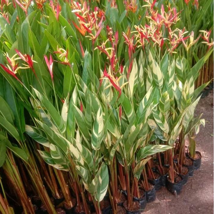 pohon pisang pisangan varigata. pisang hericornia