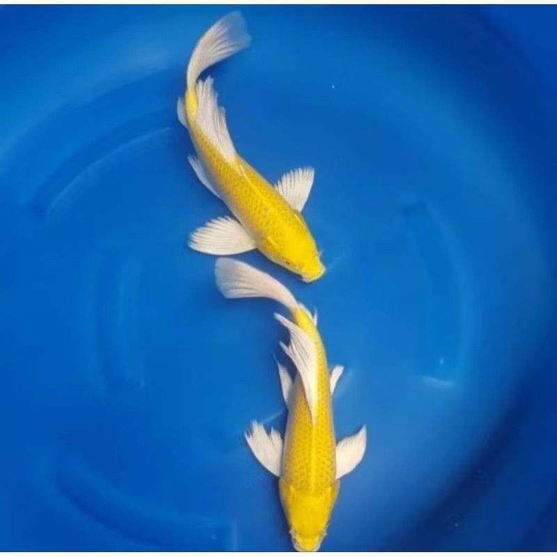 KOI OGON EMAS BERKUALITAS UKURAN 20-25CM SUPER KUMPAY