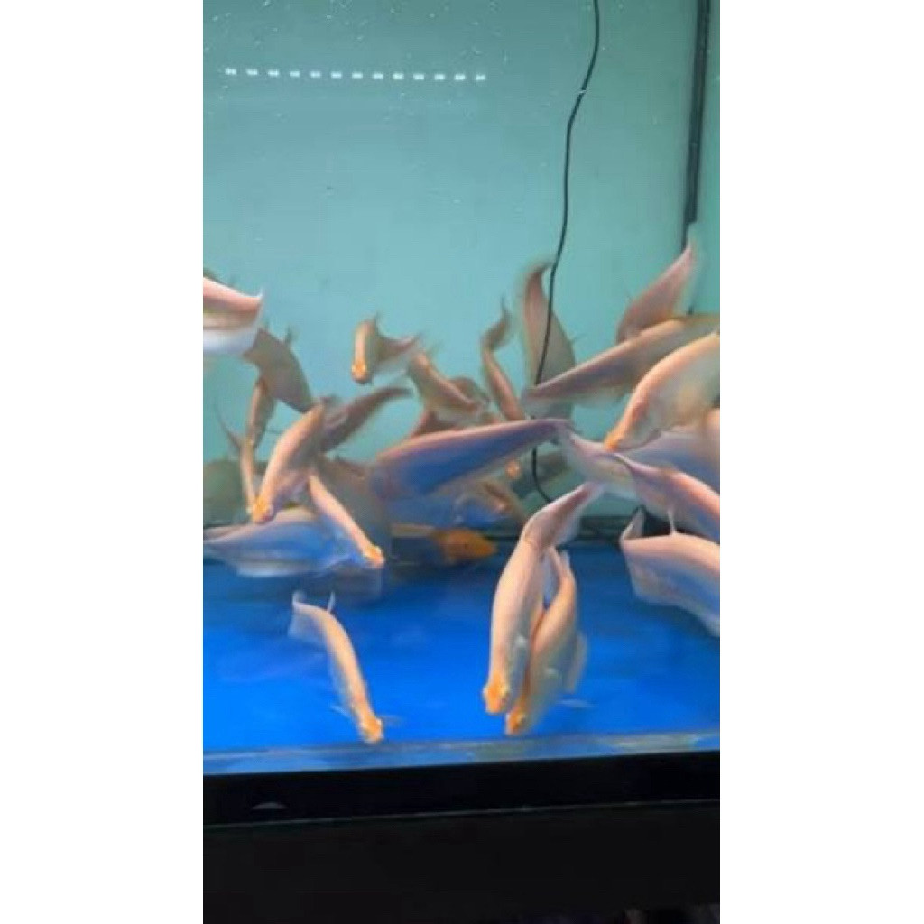 hias belida albino 12cm / hiasan aquarium / ikan hias belida abino 10-12cm al
