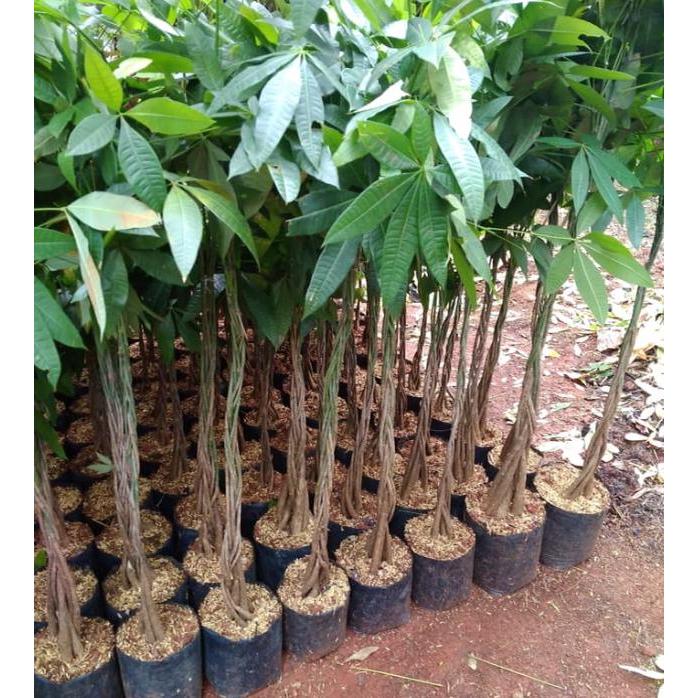 Tanaman pacira kepang/tanaman pacira