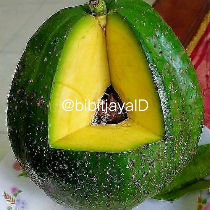 Bibit Alpukat Kendil/Markus Super Jumbo Genjah Siap Tanam