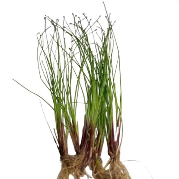 Tanaman  eleocharis vivipara tanaman aquascape hiasan akuarium dekorasi akuarium ornamen