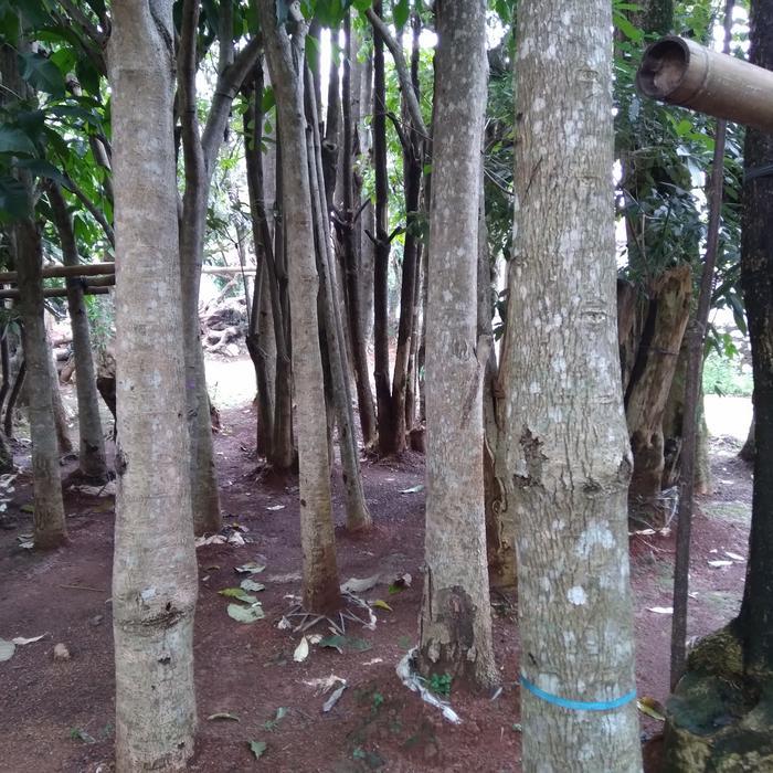 POHON BUNGA TABEBUYA ROSEA