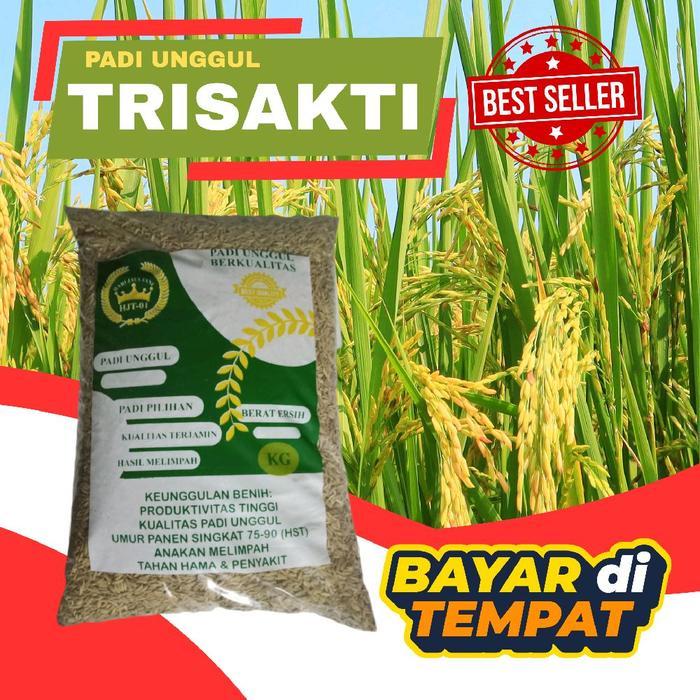 bibit padi TRISAKTI kemasan 1 ons bibit padi unggul berkualitas .