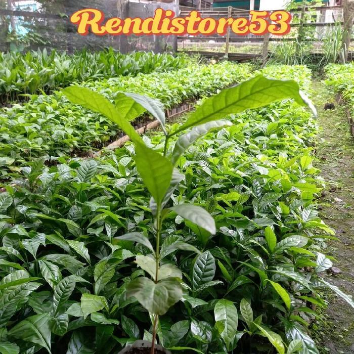 Bibit semai kopi robusta unggul siap tanam - Bagio