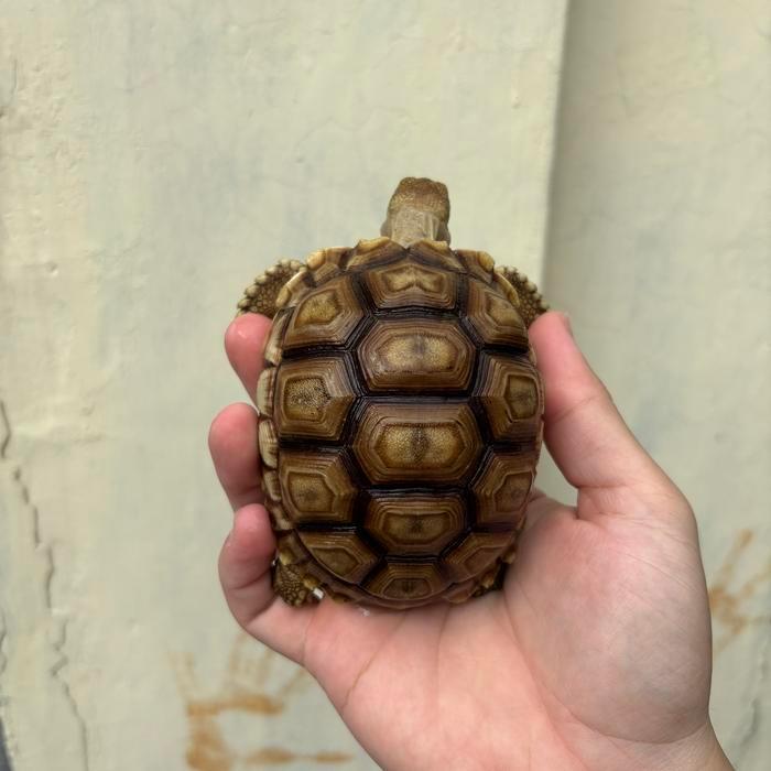 Kura kura Darat Sulcata Grade A