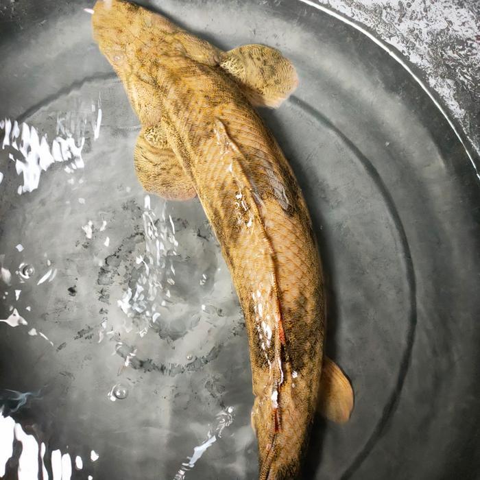 Ready IKAN HIAS PALMAS ENDLYCERY BIG SIZE JUMBO