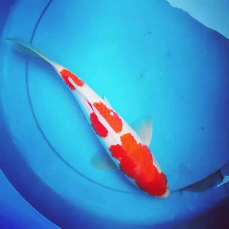 KOI KOHAKU SIZE 30-35CM BLITAR GRADE A BERKUALITAS