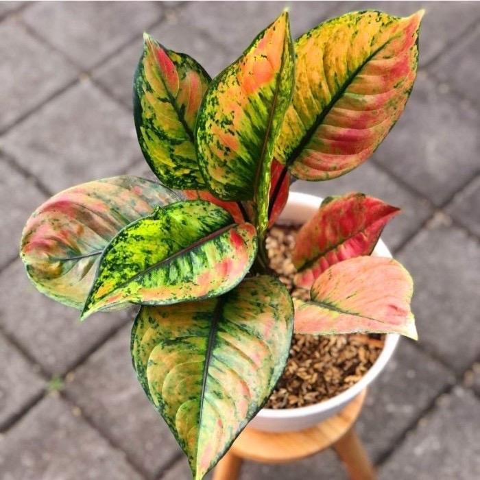Aglonema Heng Heng Rainbow 5 daun + (bergaransi baca deskripsi)