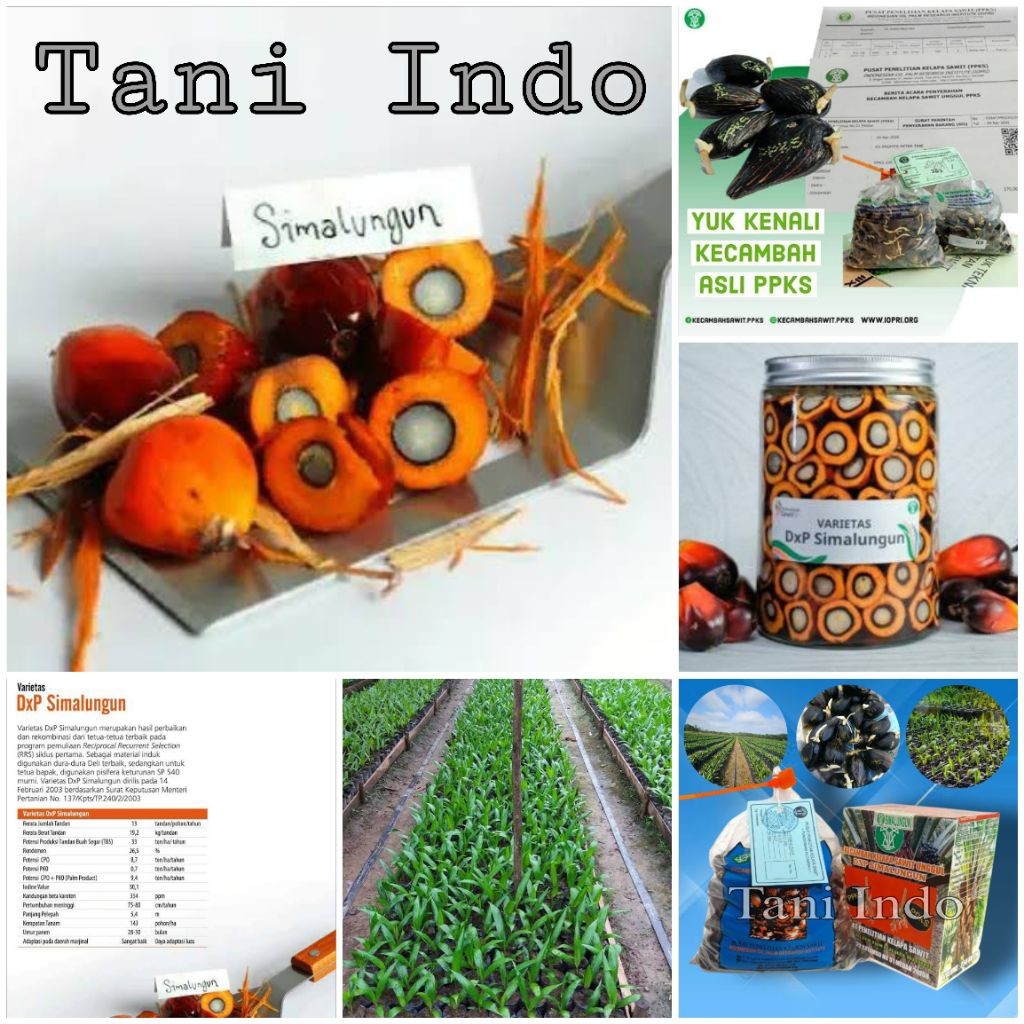 Bibit kecambah kelapa sawit simalungun asli