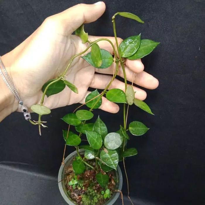 Hoya lacunosa
