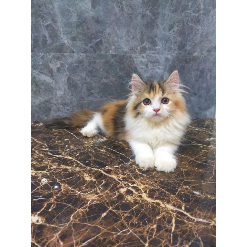 Kucing Persia Maincone Norwegian Forest Ukuran Kecil