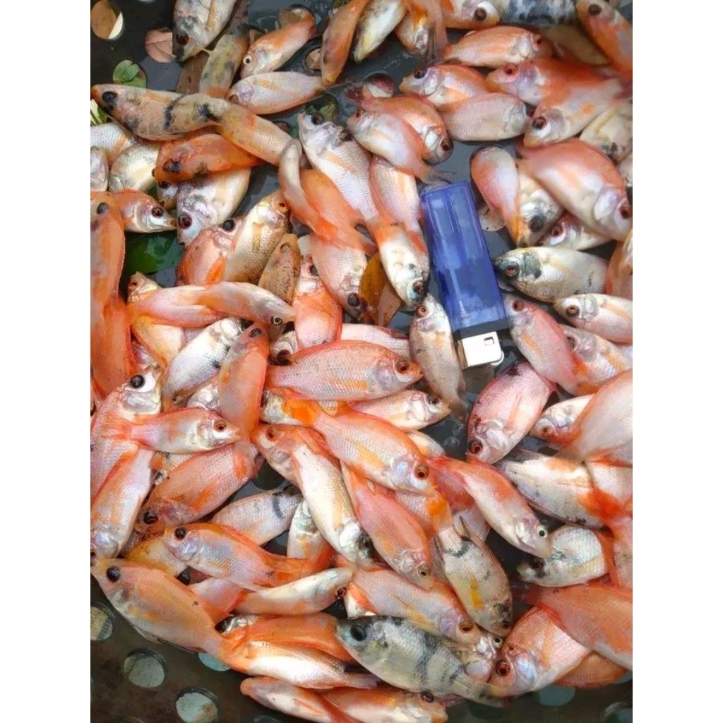 Bibit Ikan Nila Merah Ukuran Korek Gas (Paket 20 Ekor) - Super Kuat & Cepat Besar - Khusus Instan/Sa