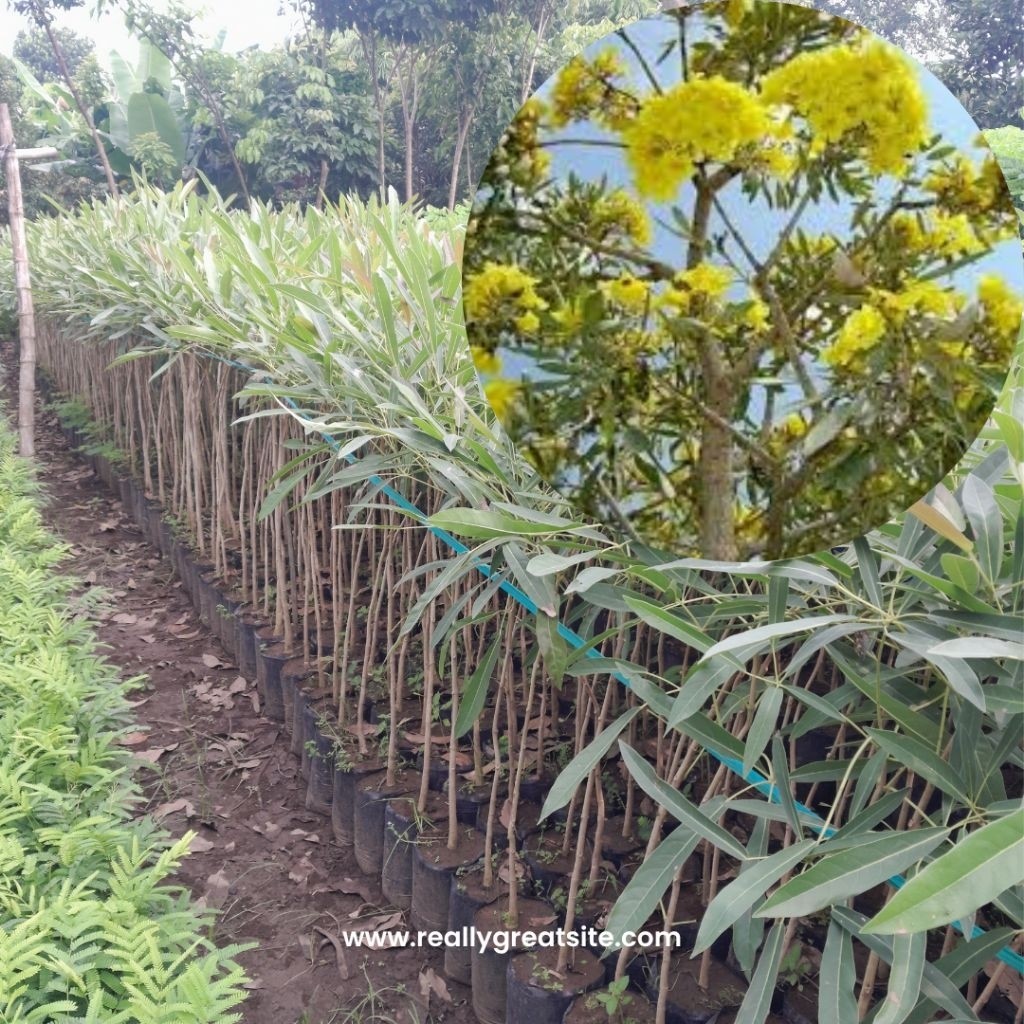 Bibit Tabebuya Kuning Tinggi 1 Meter